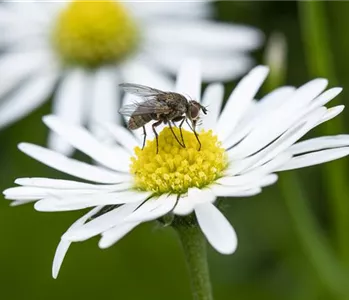 BIOLOGISCHER PFLANZENSCHUTZ IM GARTEN