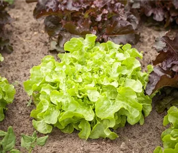 DA HABEN WIR DEN SALAT